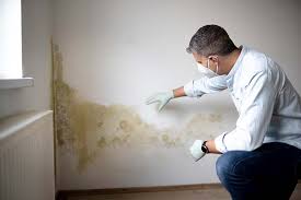 Best Attic Mold Removal  in USA